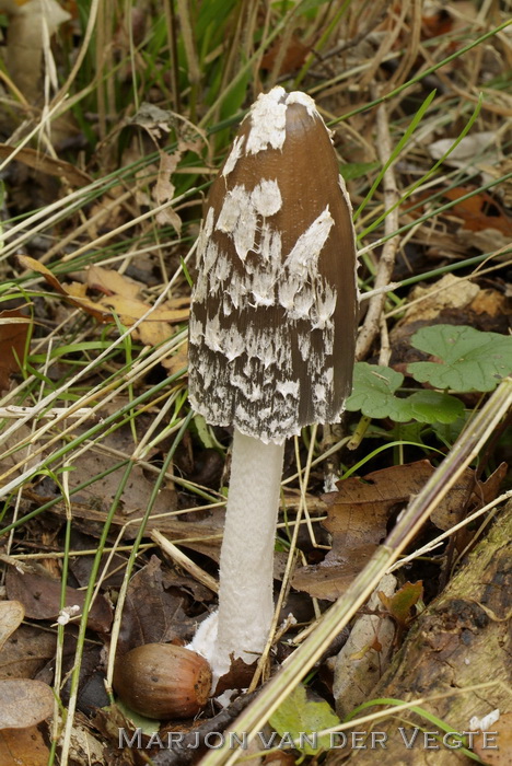 Spechtinktzwam - Coprinopsis picacea