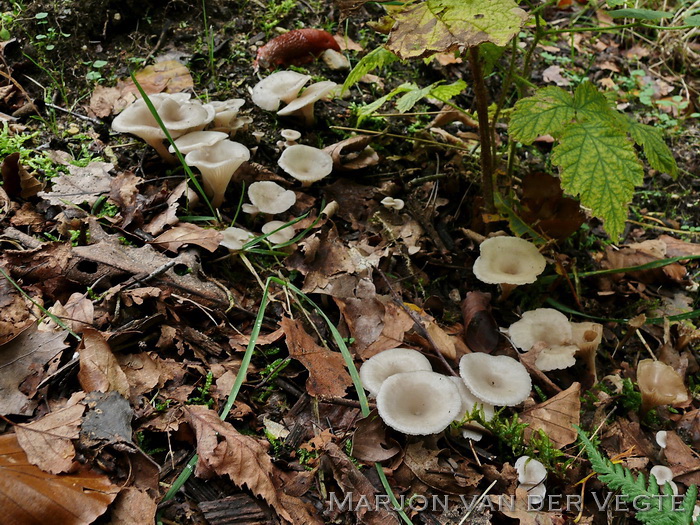 Spieringtrechterzwam - Clitocybe phaeophthalma