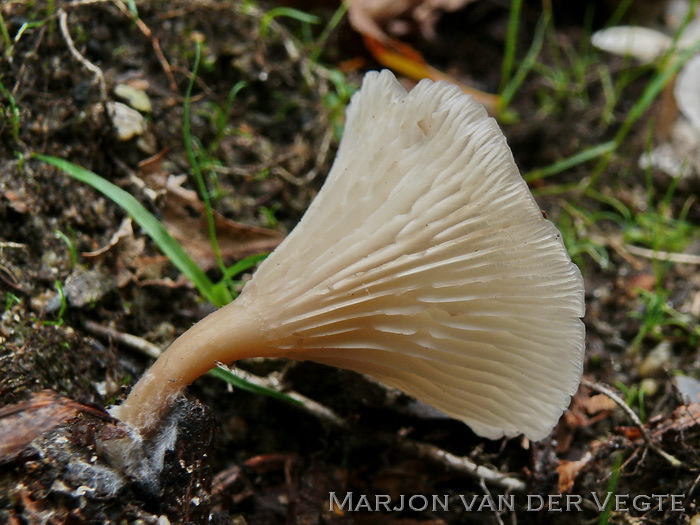 Spieringtrechterzwam - Clitocybe phaeophthalma