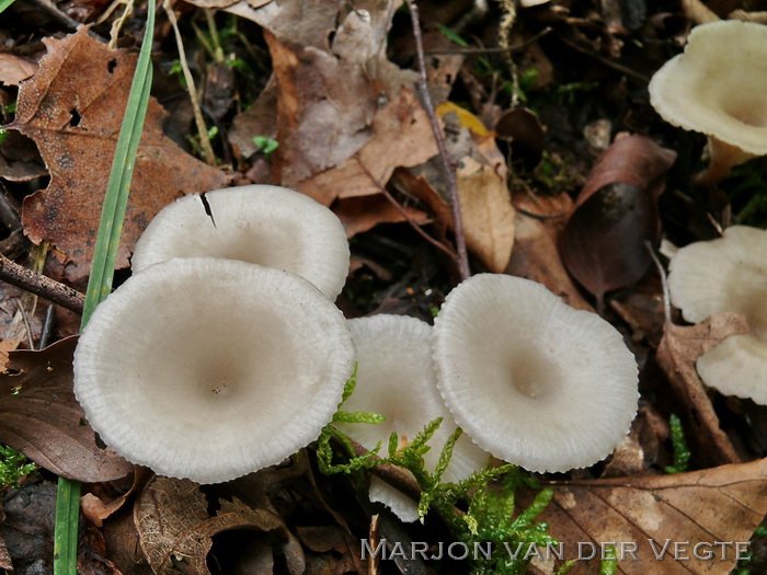 Spieringtrechterzwam - Clitocybe phaeophthalma