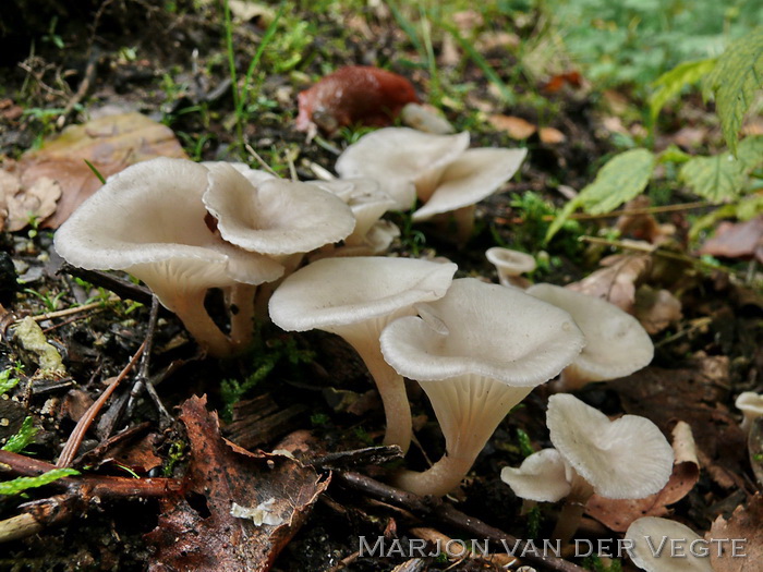 Spieringtrechterzwam - Clitocybe phaeophthalma