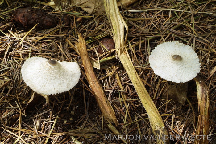 Spikkelplooiparasol - Leucocoprinus brebissonii