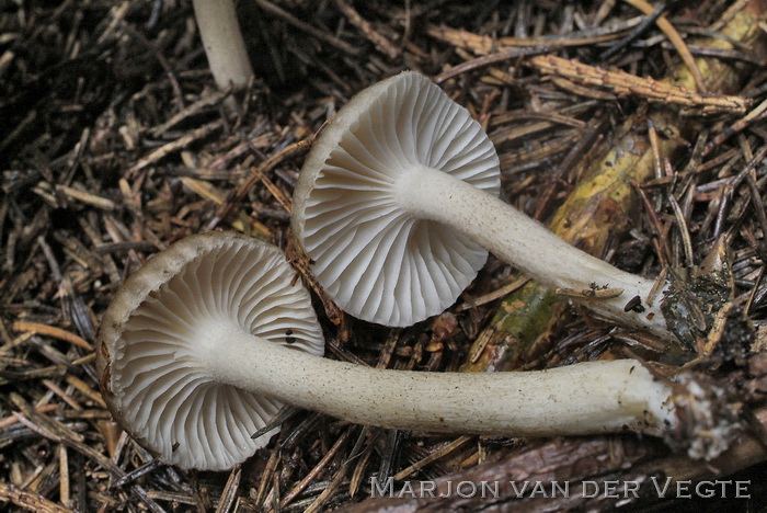 Stippelsteelslijmkop - Hygrophorus pustulatus