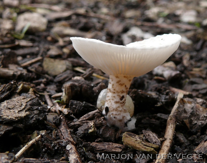 Spikkelsteel veldridderzwam - Melanoleuca verrucipes