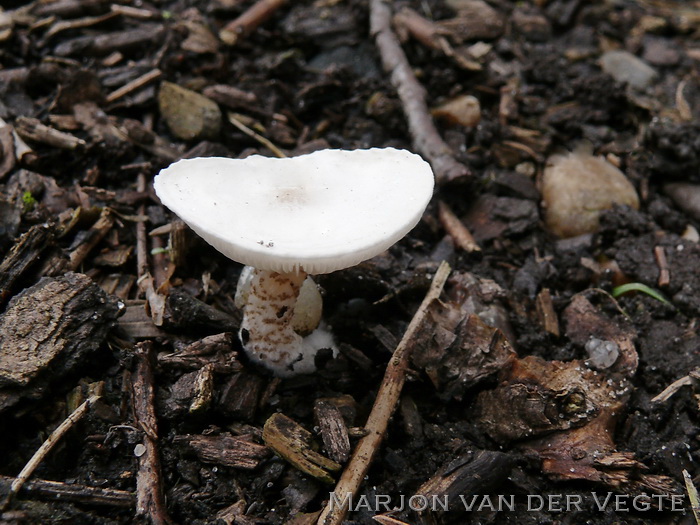 Spikkelsteel veldridderzwam - Melanoleuca verrucipes