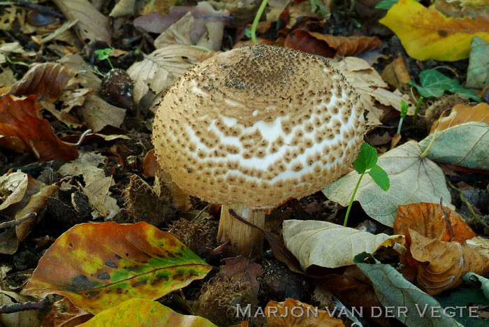 Spitsschubbige parasolzwam - Lepiota aspera