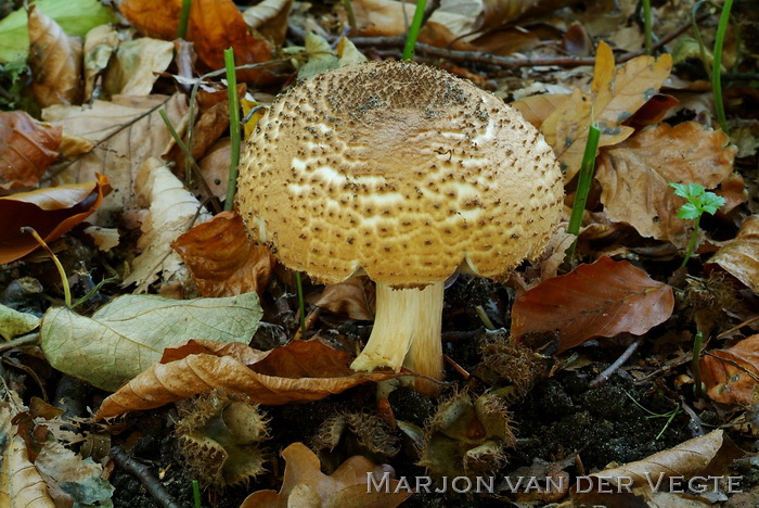 Spitsschubbige parasolzwam - Lepiota aspera