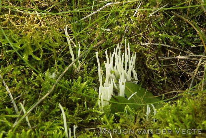 Spitse knotszwam - Clavaria falcata