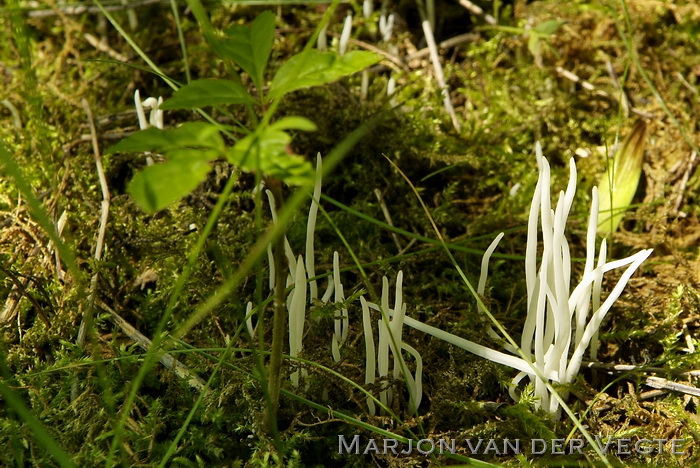 Spitse knotszwam - Clavaria falcata