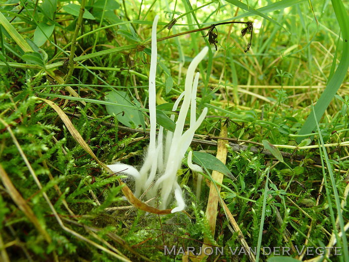 Spitse knotszwam - Clavaria falcata