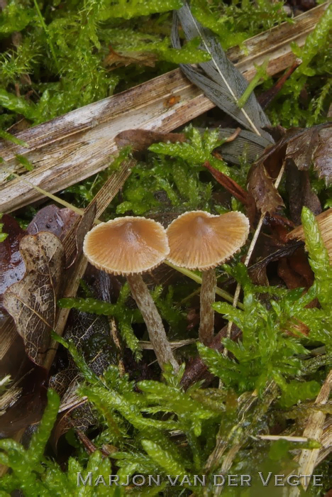 Spitse gordijnzwam - Cortinarius acutus