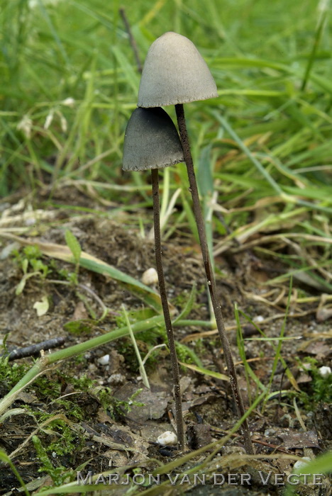 Spitse vlekplaat - Panaeolus acuminatus