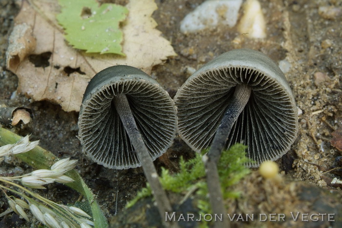 Spitse vlekplaat - Panaeolus acuminatus