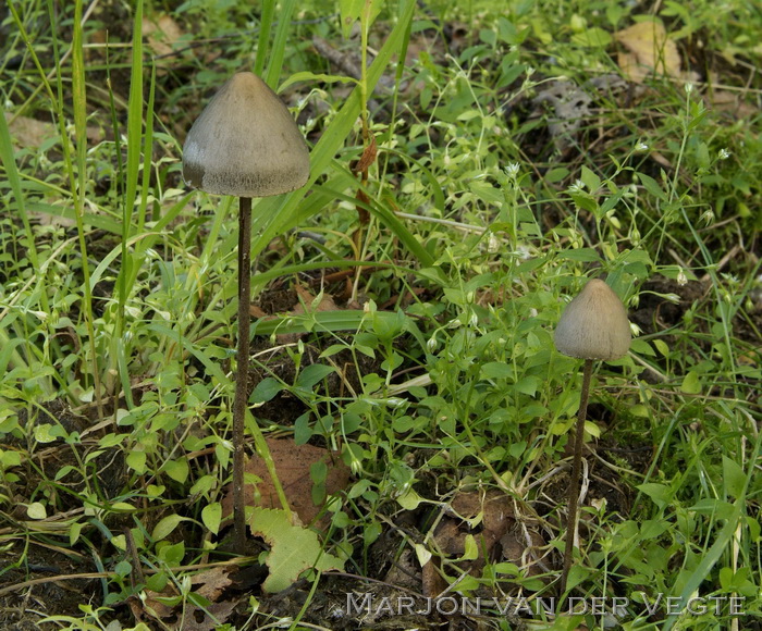 Spitse vlekplaat - Panaeolus acuminatus