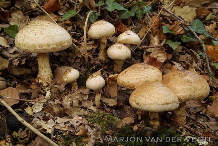 Geringde vaalhoed - Hebeloma radicosum