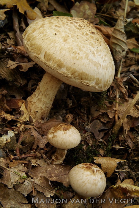 Geringde vaalhoed - Hebeloma radicosum