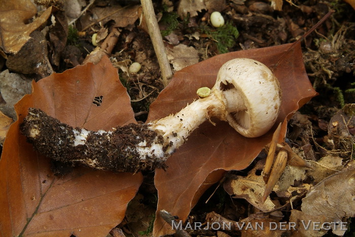 Geringde vaalhoed - Hebeloma radicosum