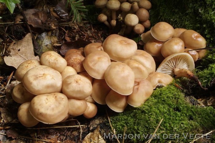 Spoelvoetcollybia - Gymnopus fusipes