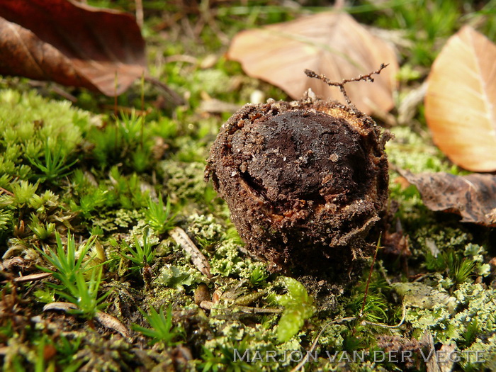 Stekelige hertentruffel - Elaphomyces muricatus