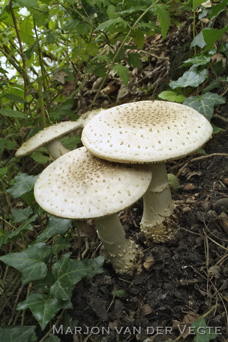 Stekelkopamaniet - Amanita solitaria