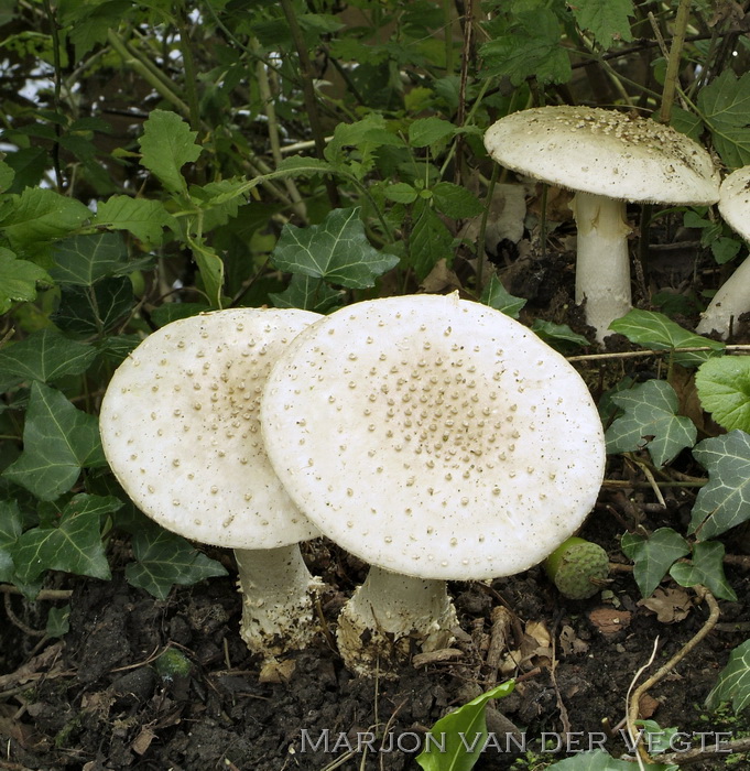 Stekelkopamaniet - Amanita solitaria