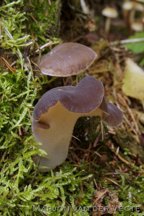 Stekeltrilzwam - Pseudohydnum gelatinosum