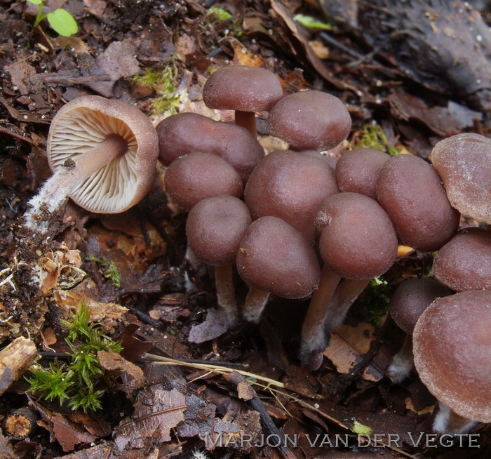 Stinkende collybia - Gymnopus impudicus