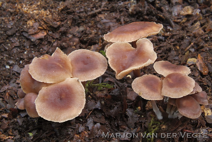 Stinkende collybia - Gymnopus impudicus