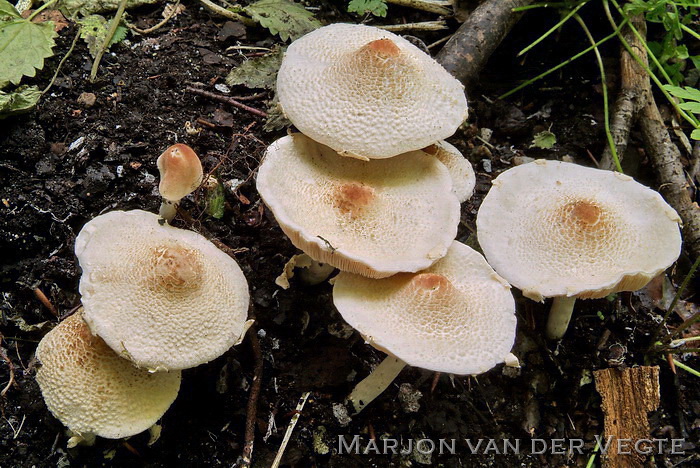 Stinkparasolzwam - Lepiota cristata