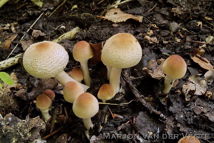 Stinkparasolzwam - Lepiota cristata