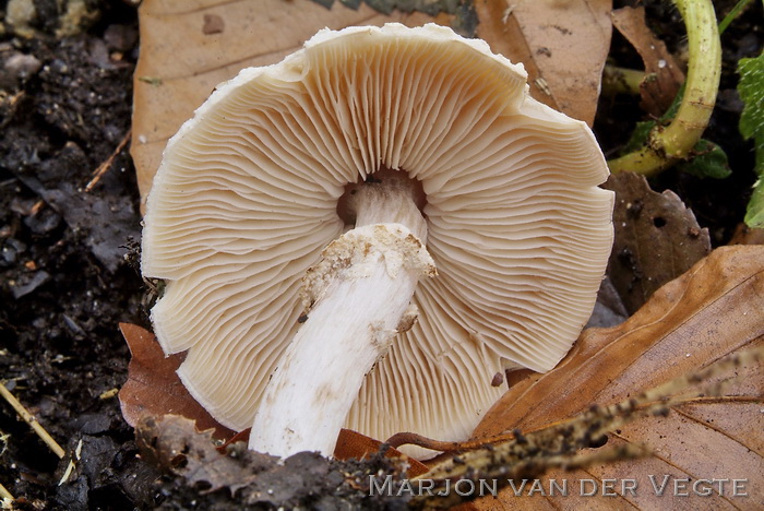 Stinkparasolzwam - Lepiota cristata