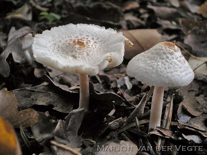 Stinkparasolzwam - Lepiota cristata