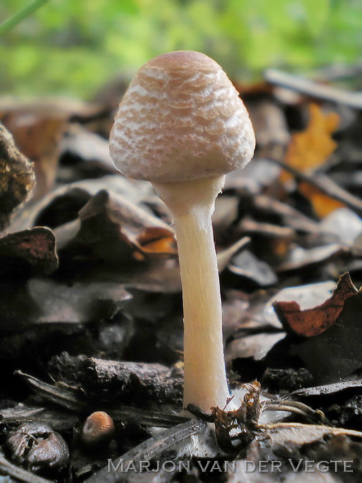 Stinkparasolzwam - Lepiota cristata