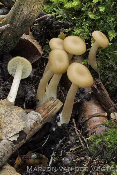 Stinksatijnzwam - Entoloma rhodopolium var. nidorosum