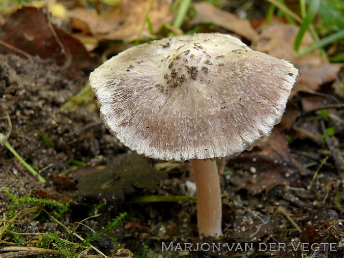 Stinkvezelkop - Inocybe grammata