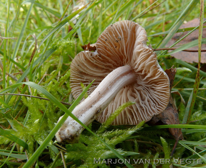 Stinkvezelkop - Inocybe grammata