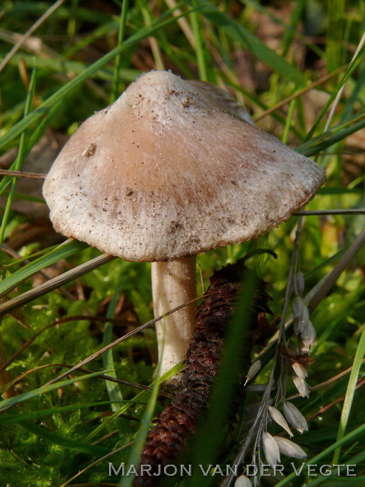 Stinkvezelkop - Inocybe grammata