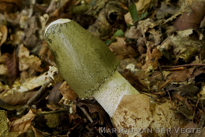 Phallus ravenelii - Phallus ravenelii