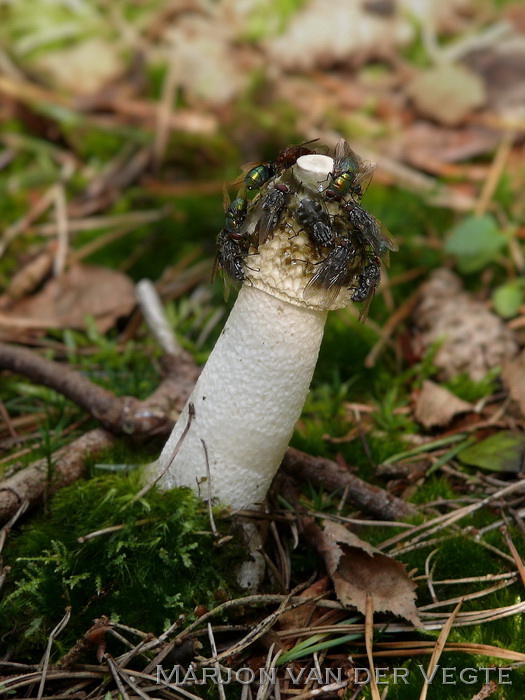 Grote stinkzwam - Phallus impudicus var. impudicus