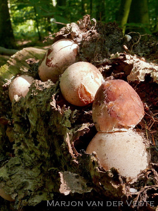 Phallus ravenelii - Phallus ravenelii