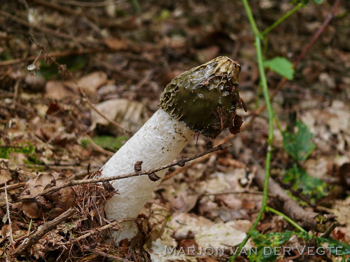 Grote stinkzwam - Phallus impudicus var. impudicus