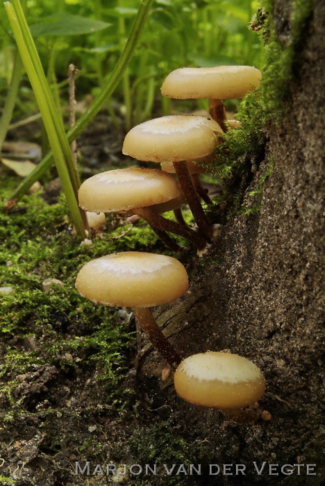 Stobbezwammetje - Kuehneromyces mutabilis