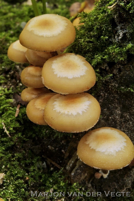 Stobbezwammetje - Kuehneromyces mutabilis