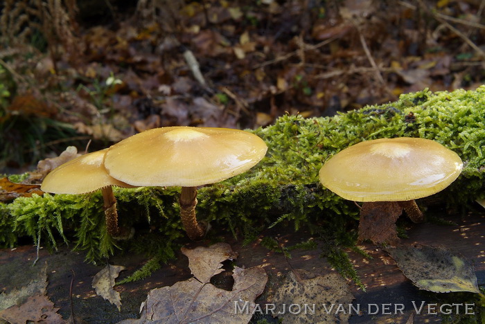 Stobbezwammetje - Kuehneromyces mutabilis