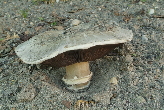 Straatchampignon - Agaricus bitorquis