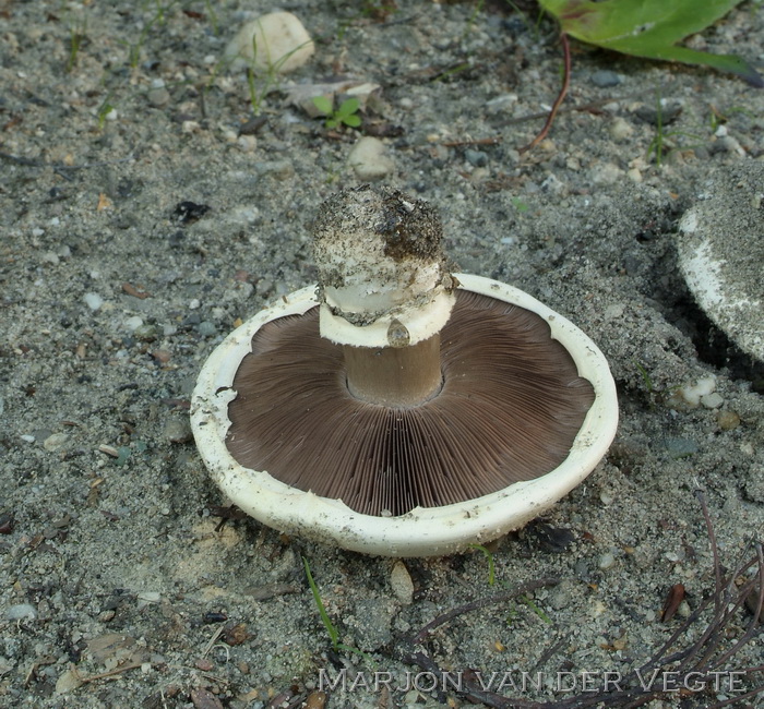 Straatchampignon - Agaricus bitorquis