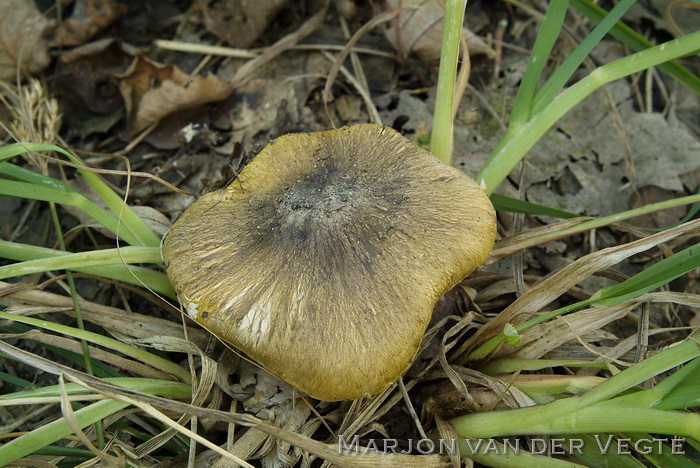 Streephoedridderzwam - Tricholoma sejunctum