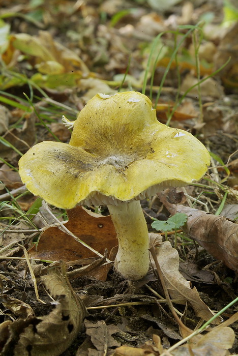 Streephoedridderzwam - Tricholoma sejunctum