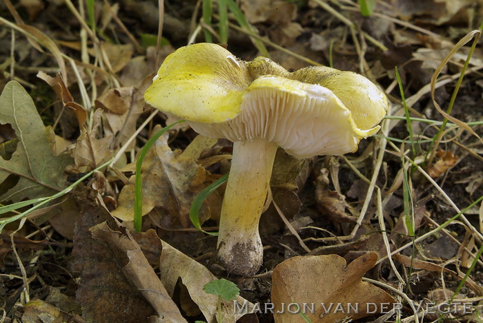 Streephoedridderzwam - Tricholoma sejunctum