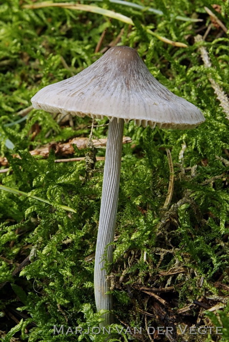 Streepsteelmycena - Mycena polygramma